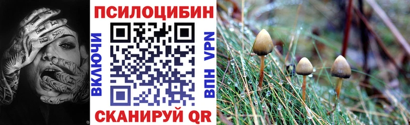 Купить  Гурьевск  Псилоцибиновые грибы Psilocybine cubensis 